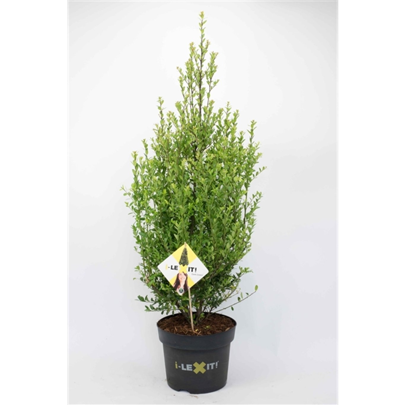 Ilex crenata 'Dark Green'® - C7.5 60-80 CM